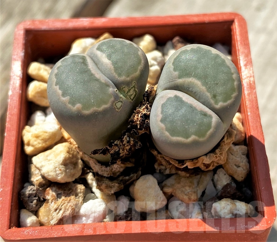 SHPR11980 Lithops villetii - Image 2