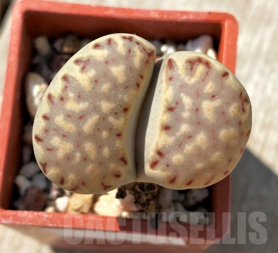 SHPR11981 Lithops julii
