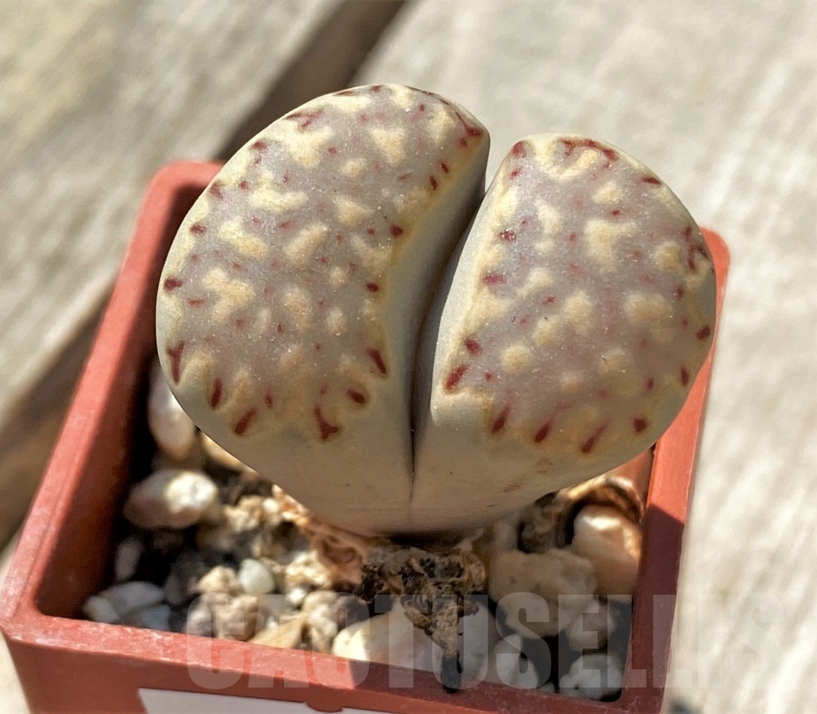SHPR11981 Lithops julii - Зображення 2