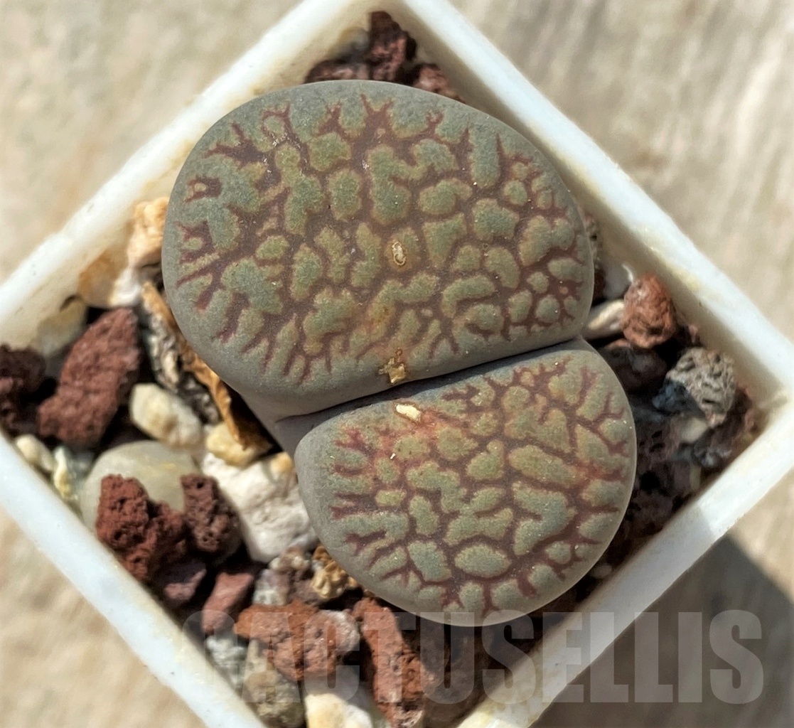 SHPR11982 Lithops aucampiae v. fluminalis select form