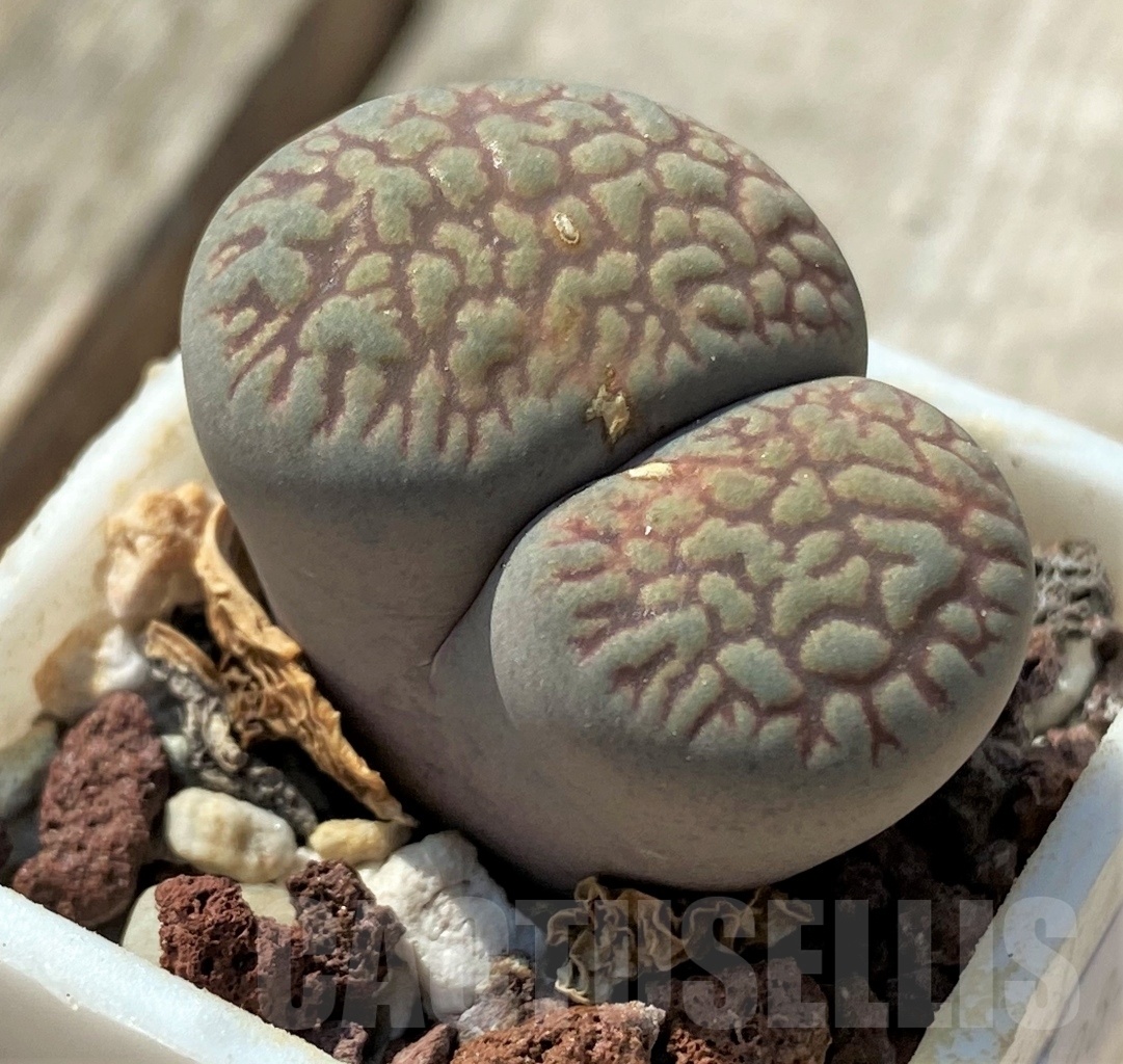 SHPR11982 Lithops aucampiae v. fluminalis select form - Image 2