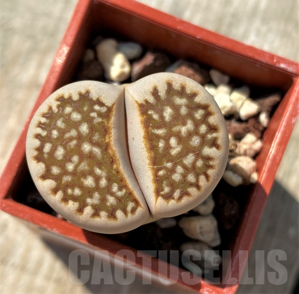 SHPR11984 Lithops julii
