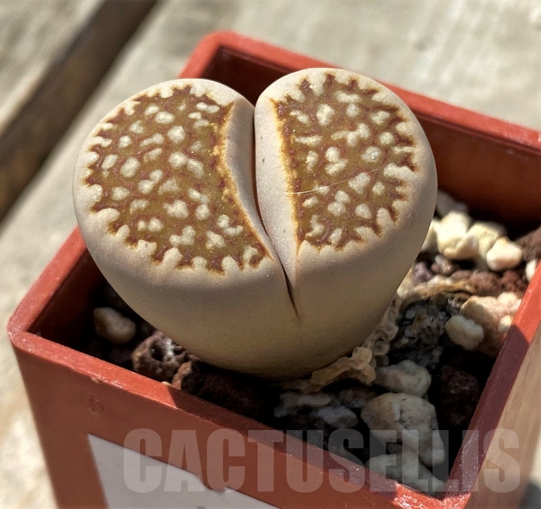 SHPR11984 Lithops julii - Image 2