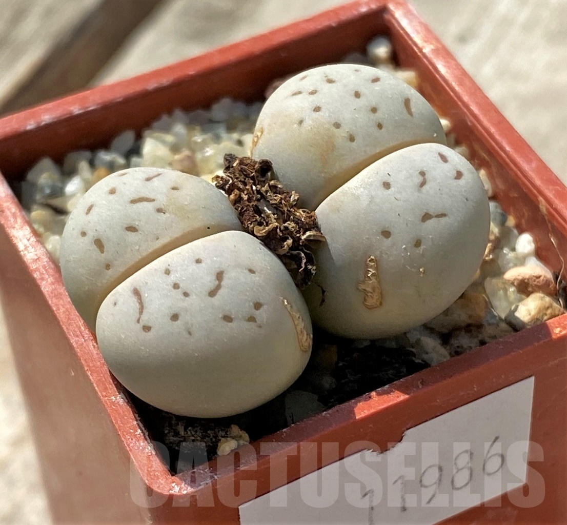 SHPR11986 Dinteranthus vanzylii - Image 2