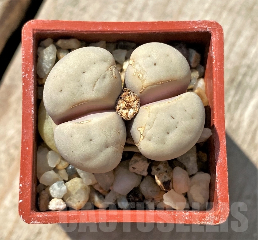 SHPR11987 Lithops ruschiorum C 242
