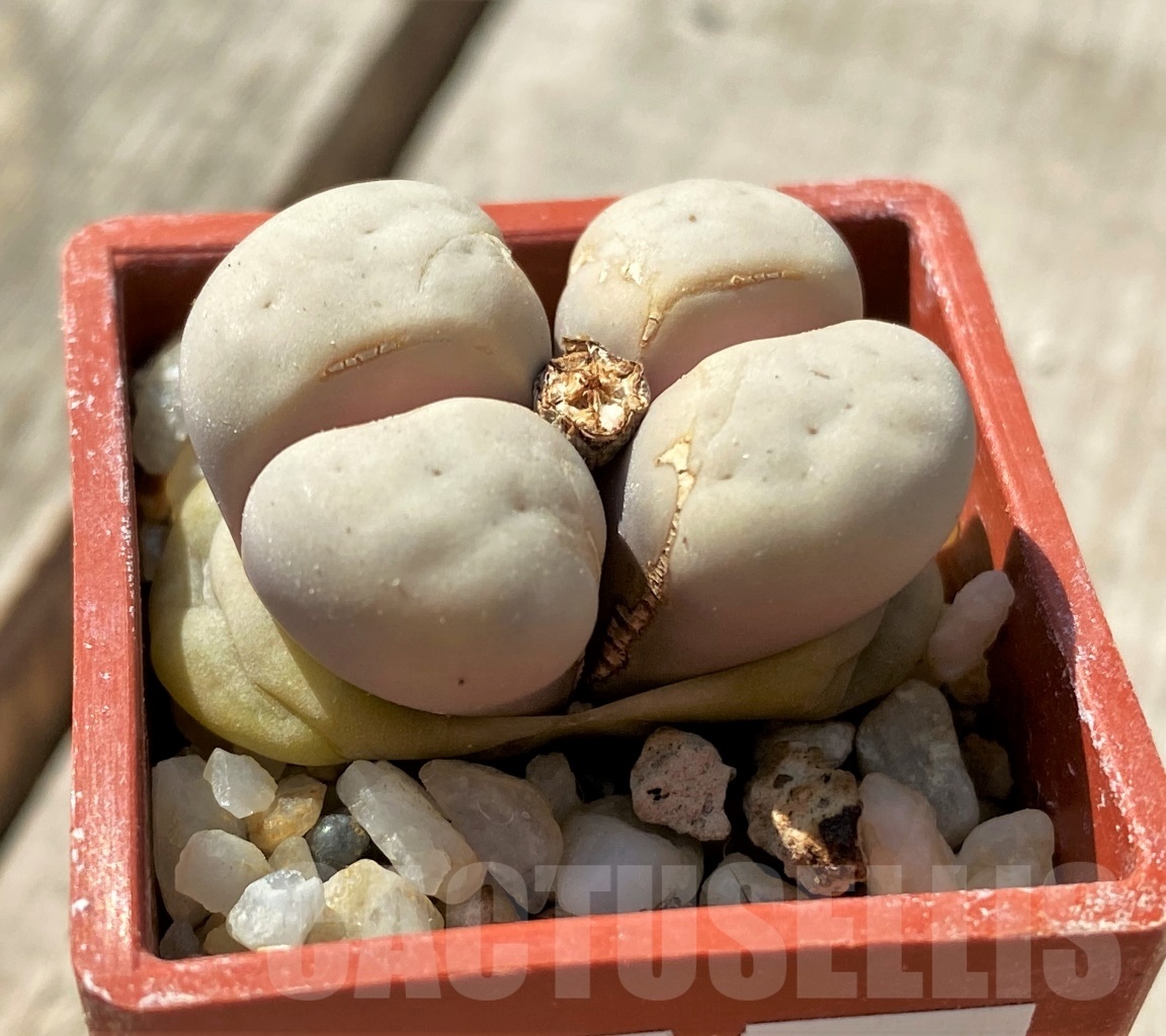 SHPR11987 Lithops ruschiorum C 242 - Image 2