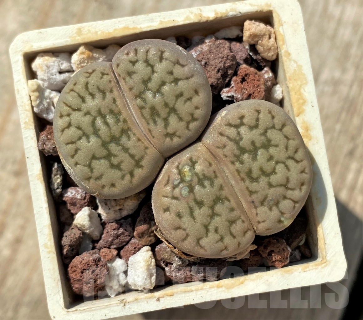 SHPR11988 Lithops hookeri v. elephina C 093