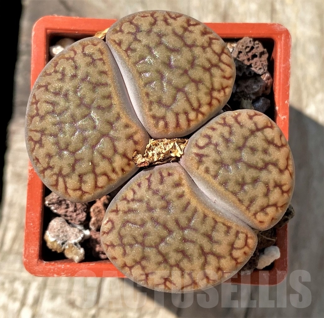 SHPR11989 Lithops hookeri v. dabneri C301
