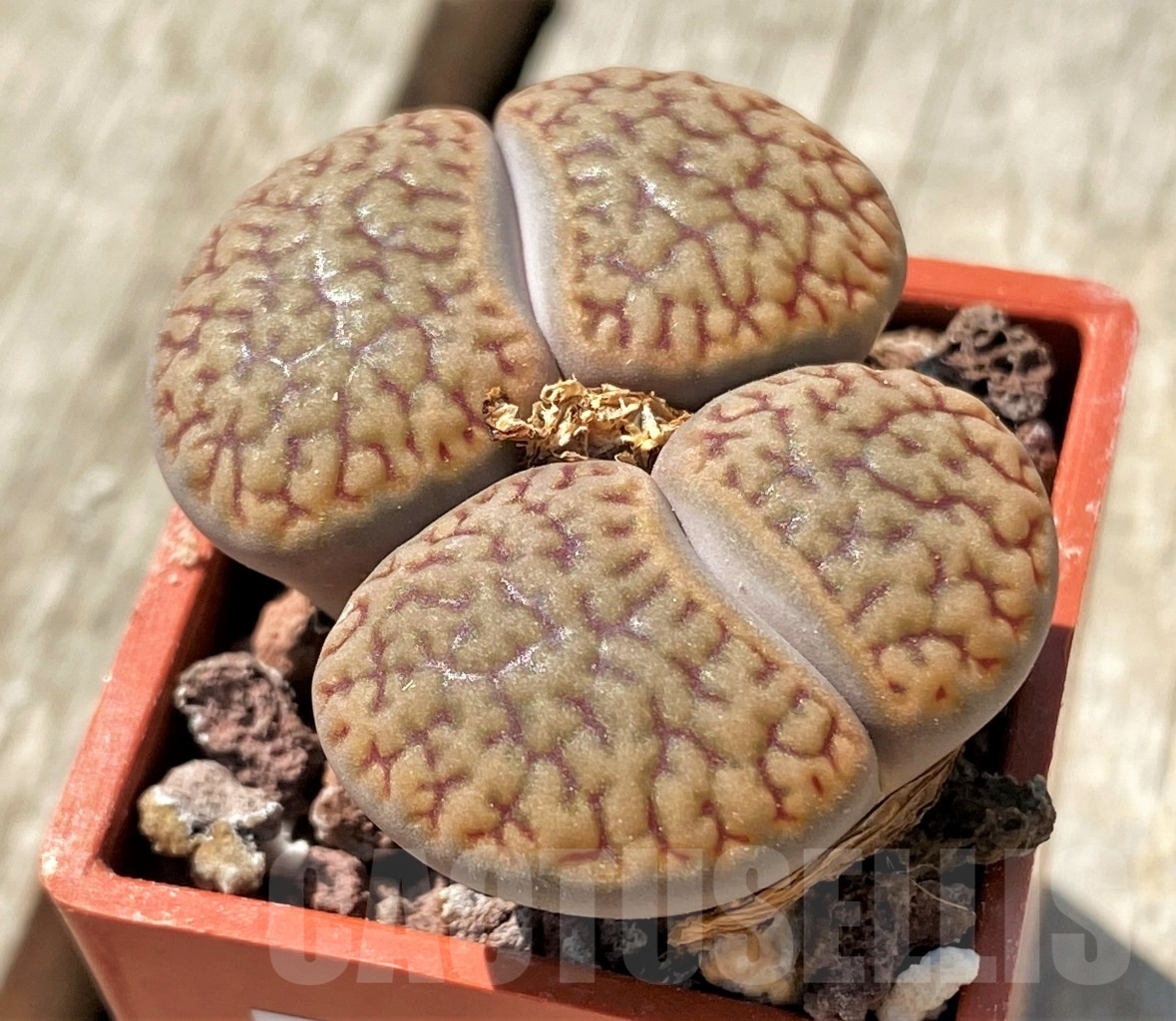 SHPR11989 Lithops hookeri v. dabneri C301 - Image 2