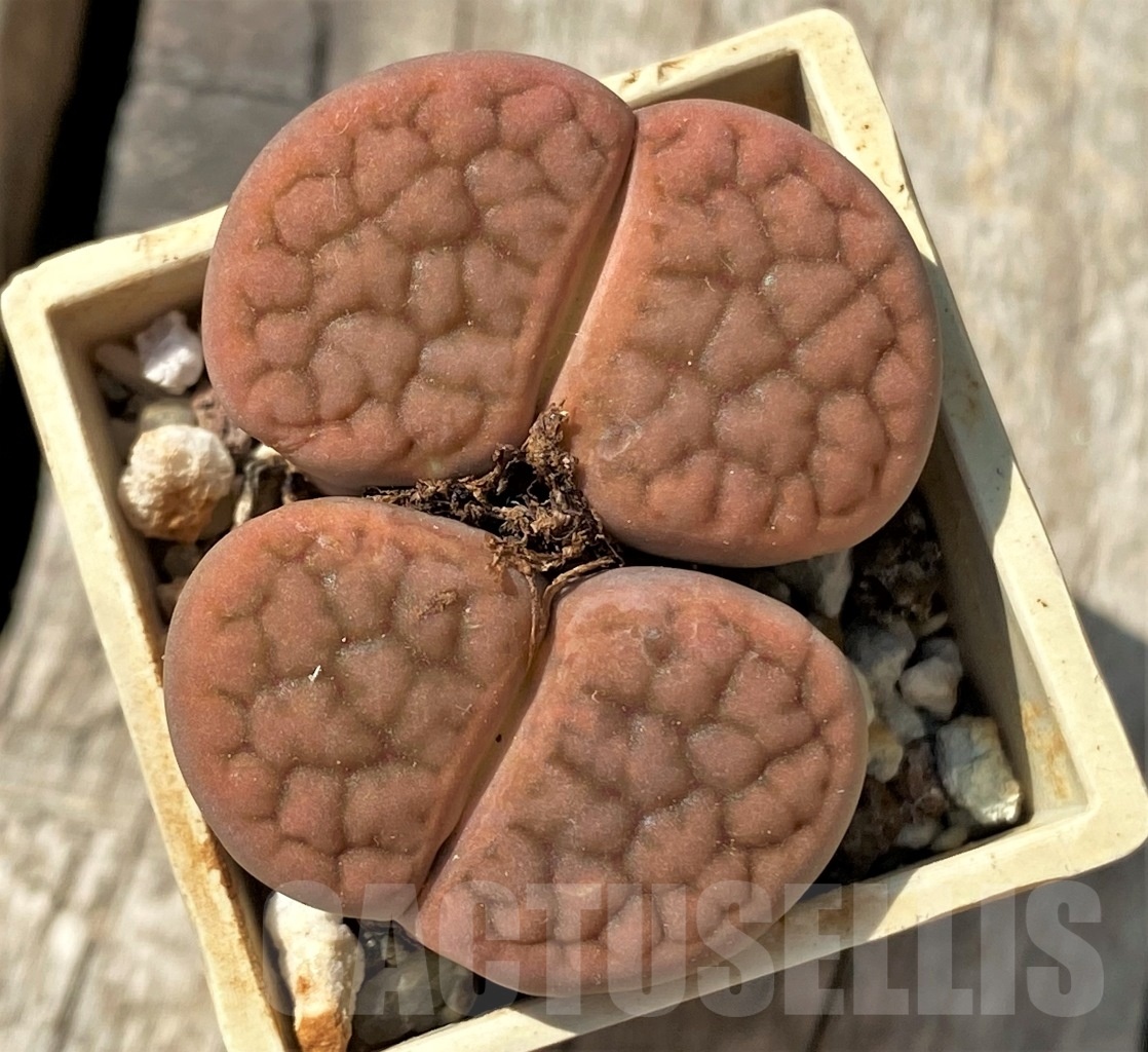 SHPR11990 Lithops hookeri