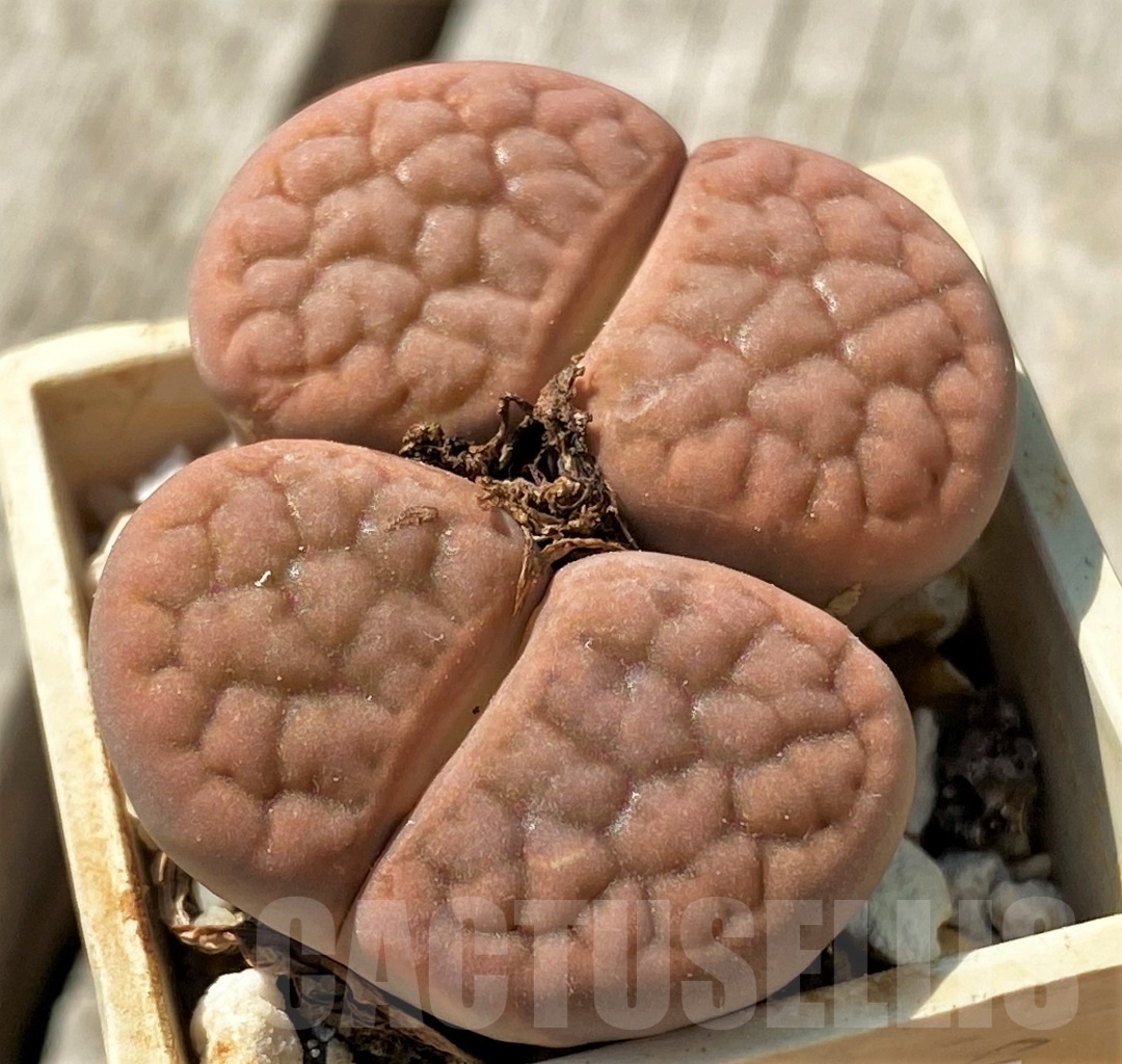 SHPR11990 Lithops hookeri - Image 2