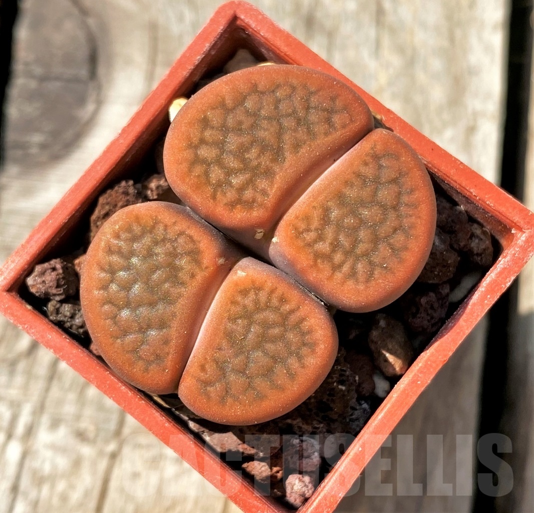 SHPR11991 Lithops hookeri f. vermiculate C335