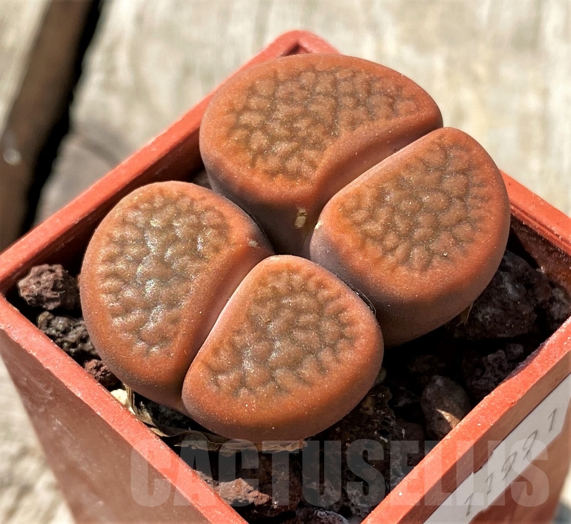 SHPR11991 Lithops hookeri f. vermiculate C335 - Image 2