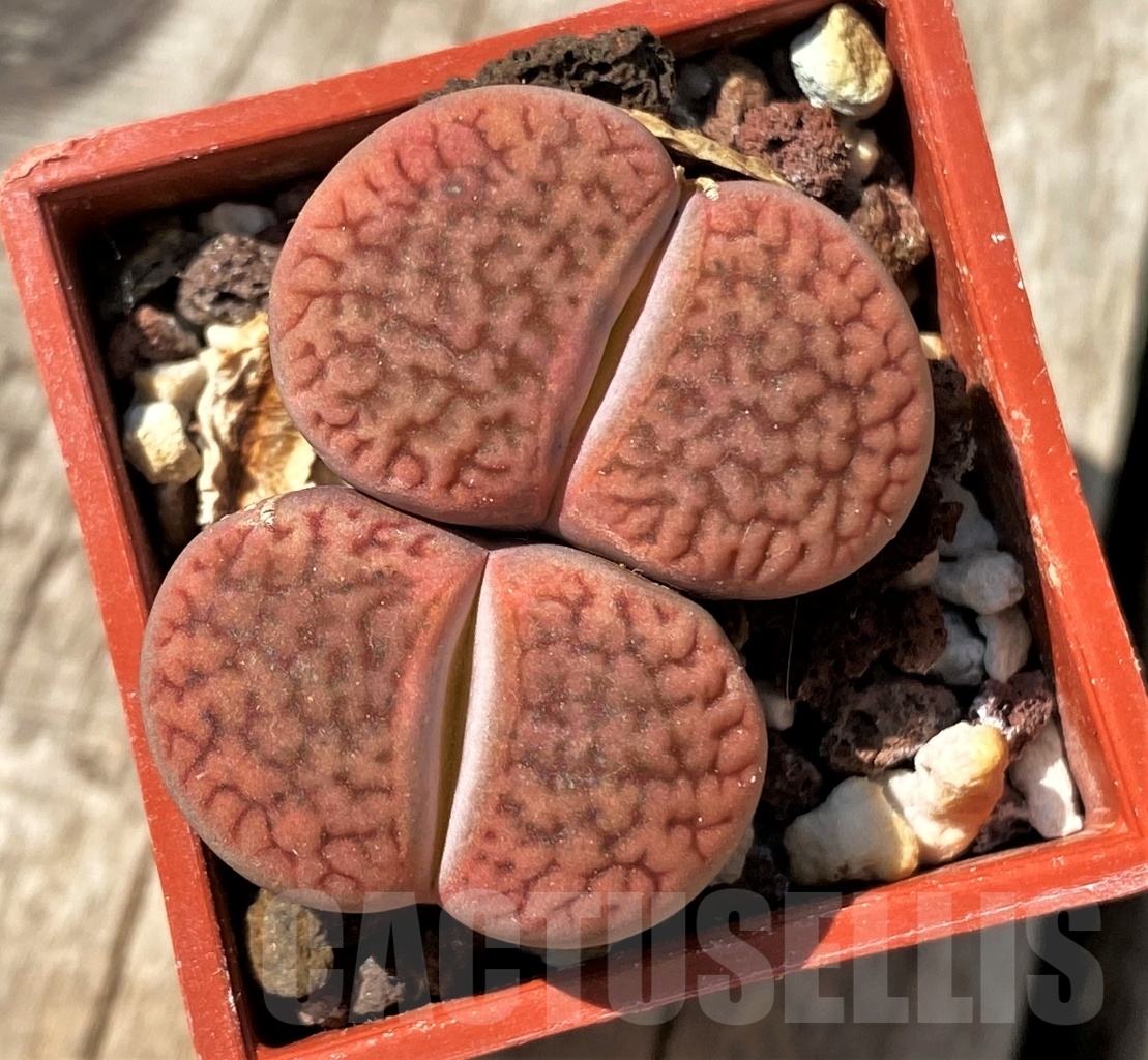 SHPR11992 Lithops hookeri v. marginata C 053 – Image 2
