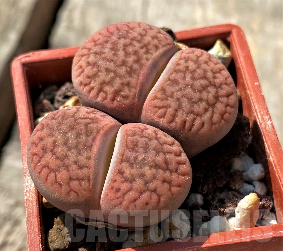 SHPR11992 Lithops hookeri v. marginata C 053