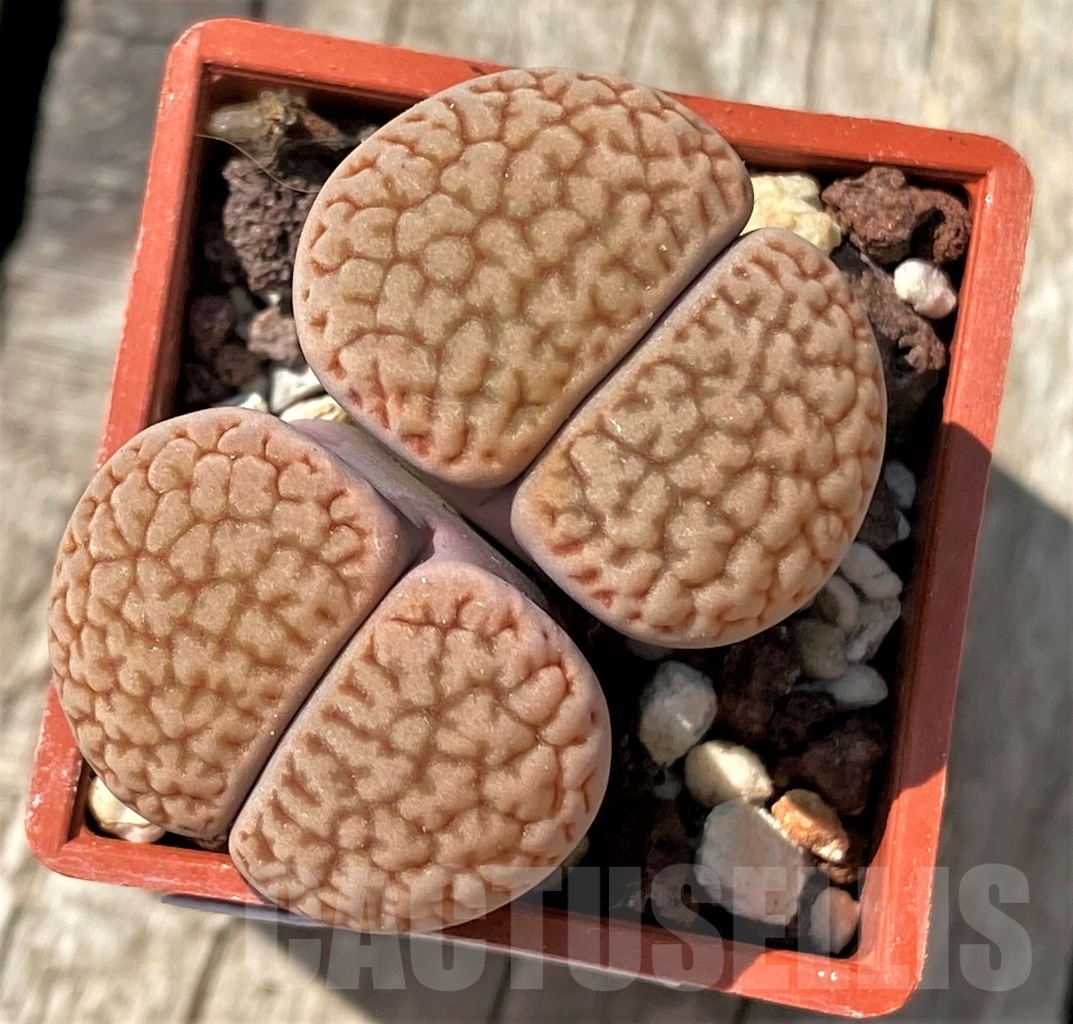 SHPR11993 Lithops hookeri – Image 2