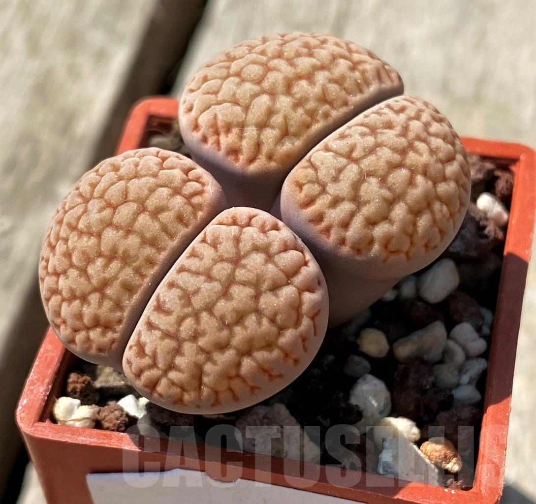 SHPR11993 Lithops hookeri