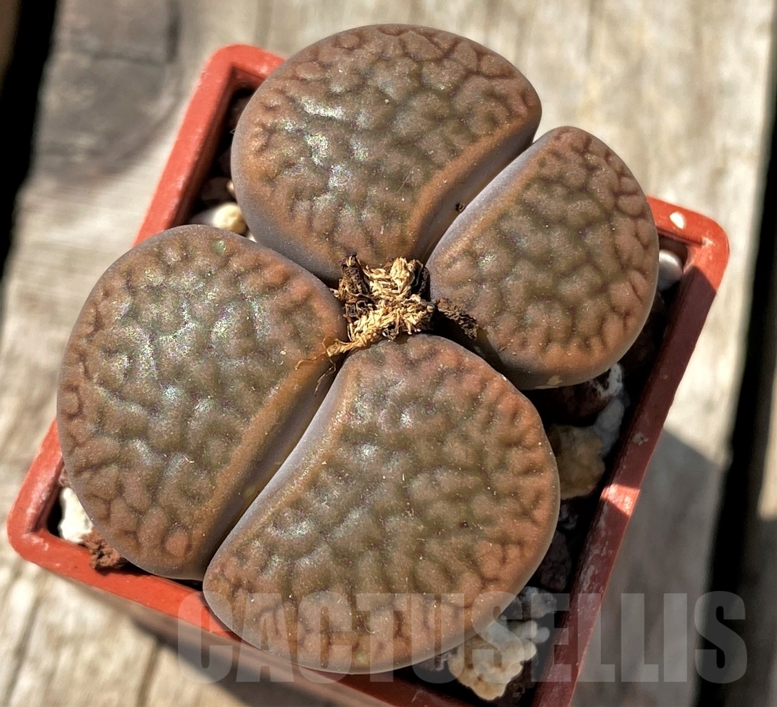 SHPR11994 Lithops hookeri v. dabneri
