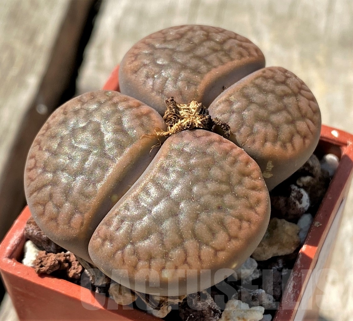 SHPR11994 Lithops hookeri v. dabneri - Зображення 2