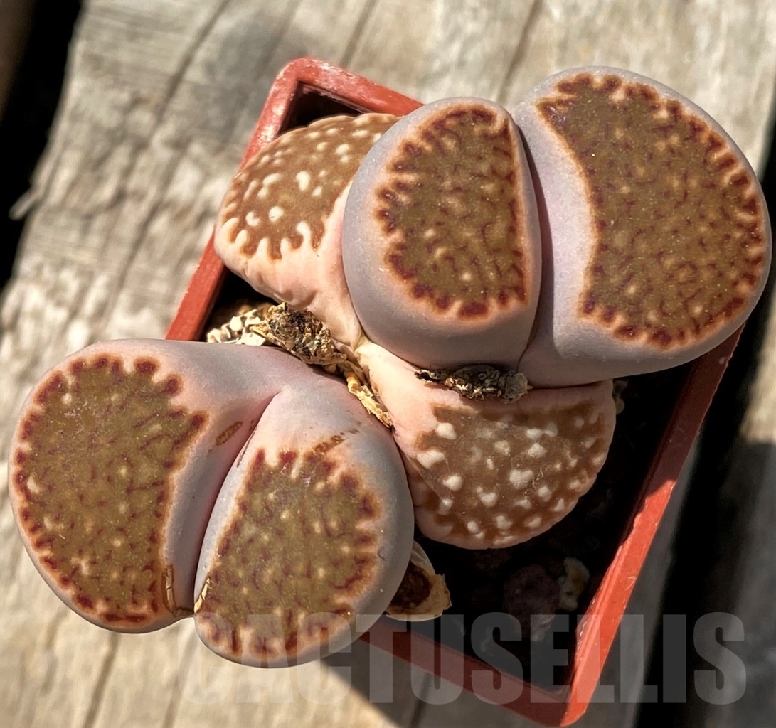 SHPR11995 Lithops julii ‘Kikushogiyoku’ x hookeri