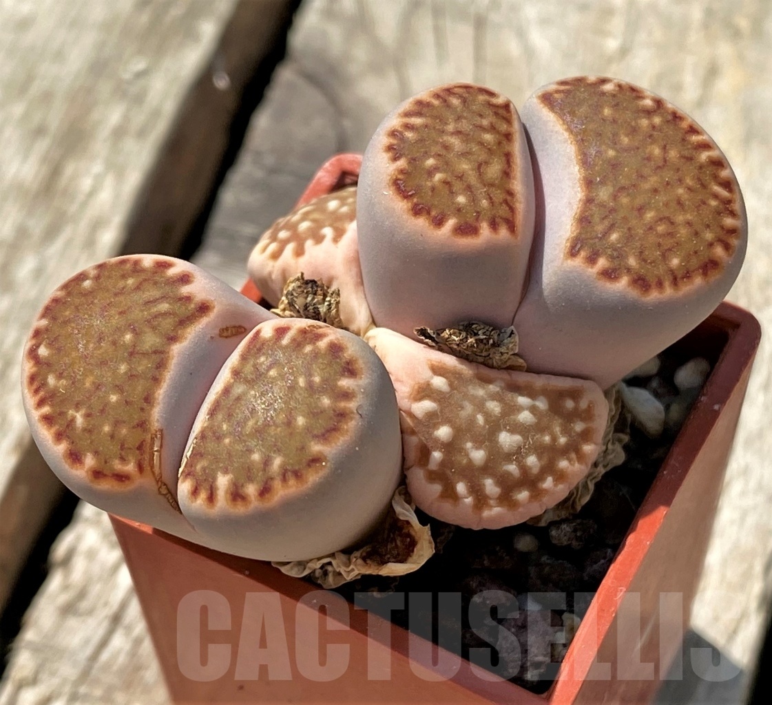 SHPR11995 Lithops julii ‘Kikushogiyoku’ x hookeri - Image 2