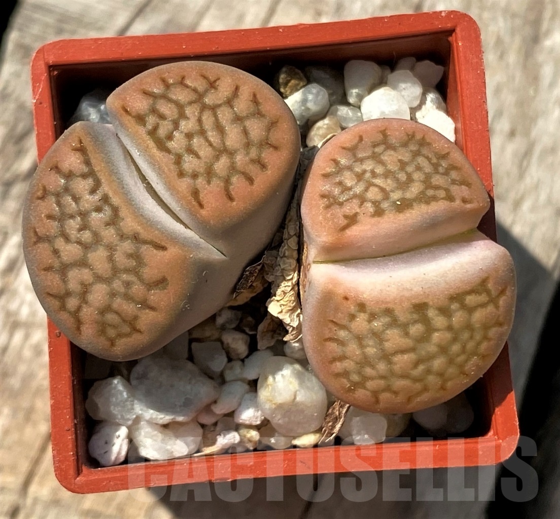SHPR11996 Lithops hallii -Wonderdraal-