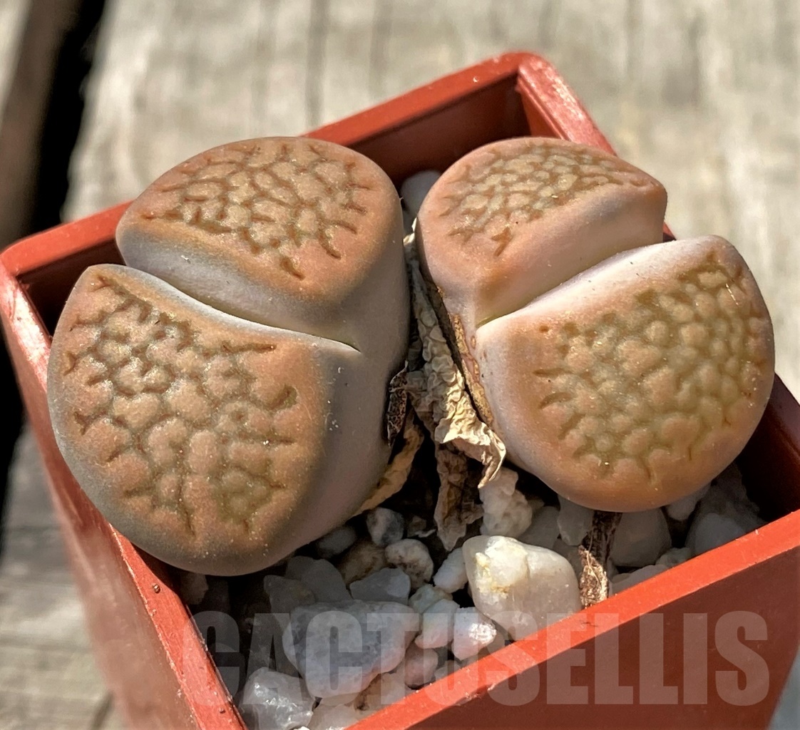SHPR11996 Lithops hallii -Wonderdraal- - Image 2