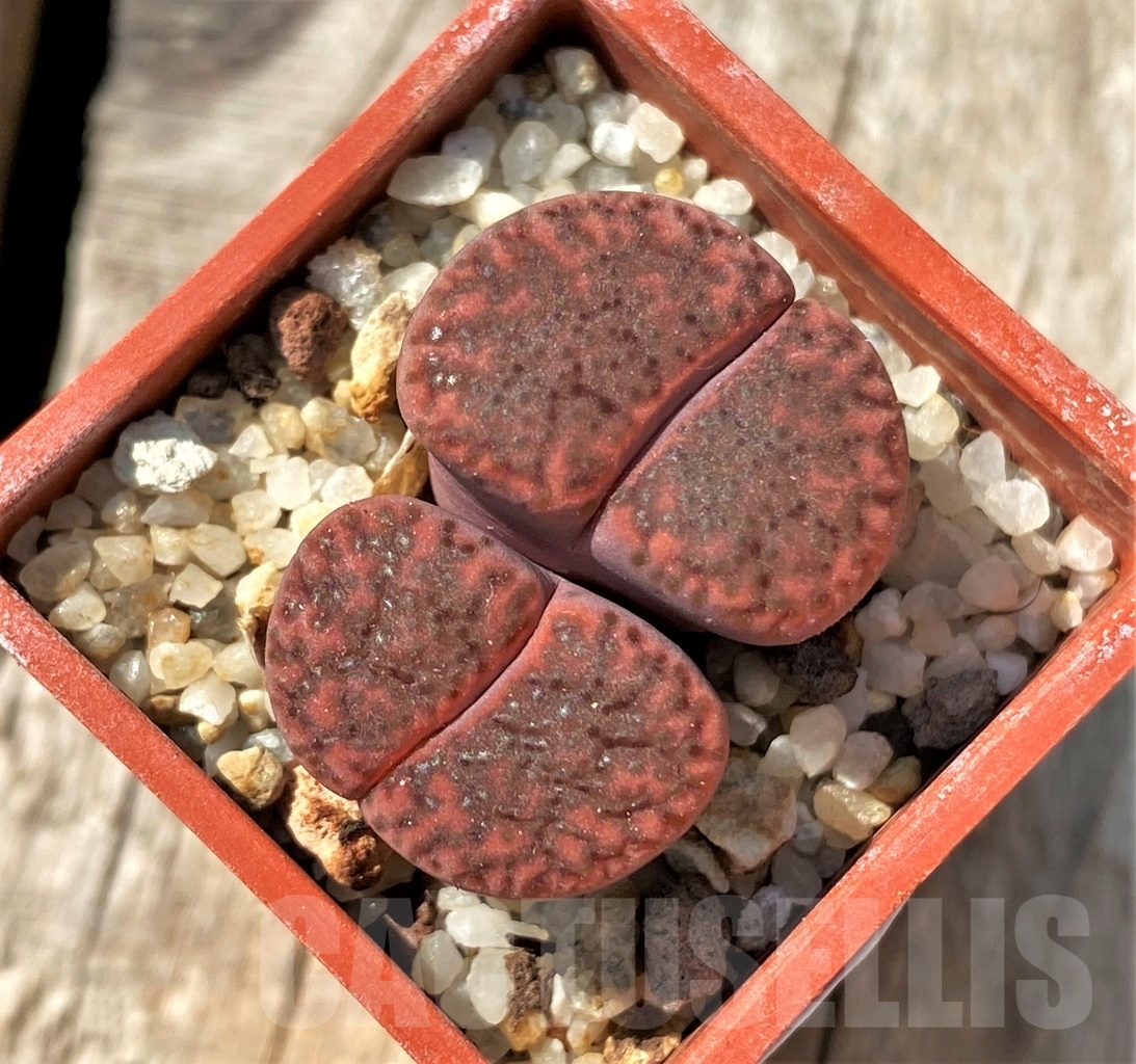SHPR11997 Lithops bromfieldii 'Rubroroseus' - Image 2