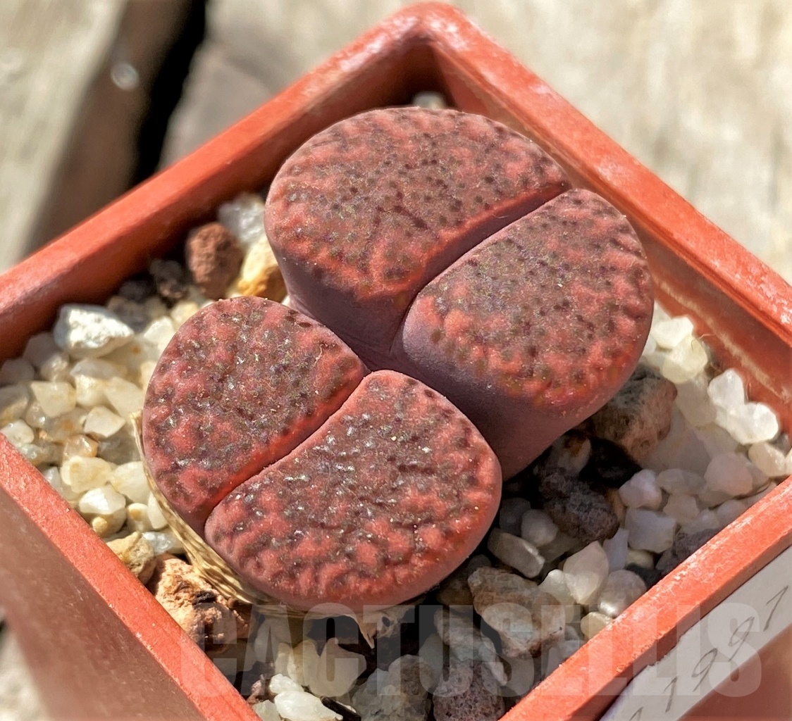 SHPR11997 Lithops bromfieldii 'Rubroroseus'