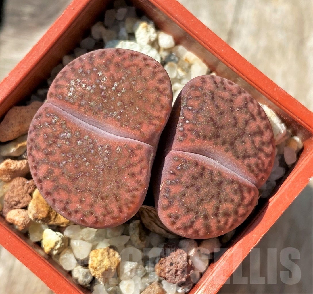 SHPR11998 Lithops bromfieldii 'Rubroroseus'