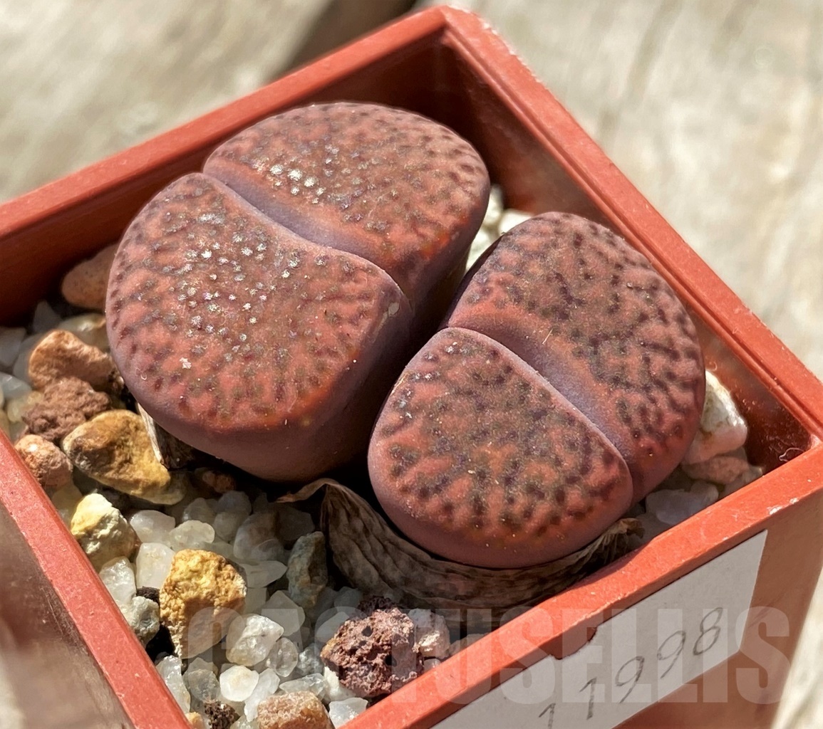 SHPR11998 Lithops bromfieldii 'Rubroroseus' - Image 2