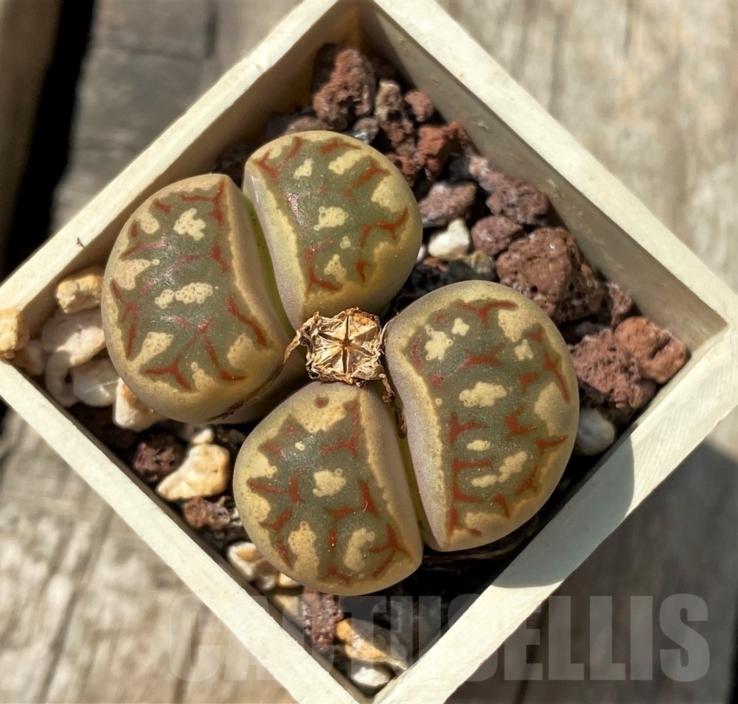 SHPR12000 Lithops dorotheae select form