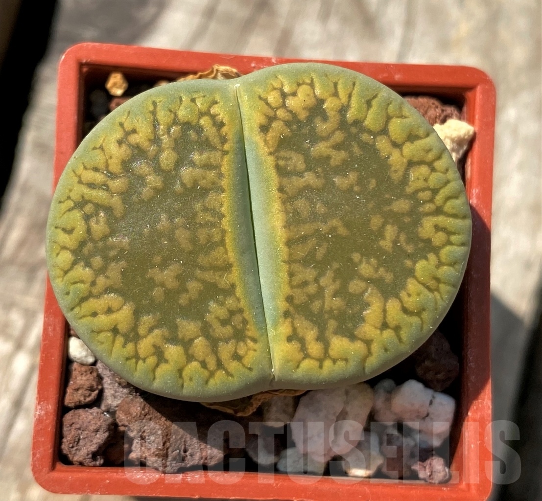 SHPR12002 Lithops aucampiae 'Jackson's Jade'