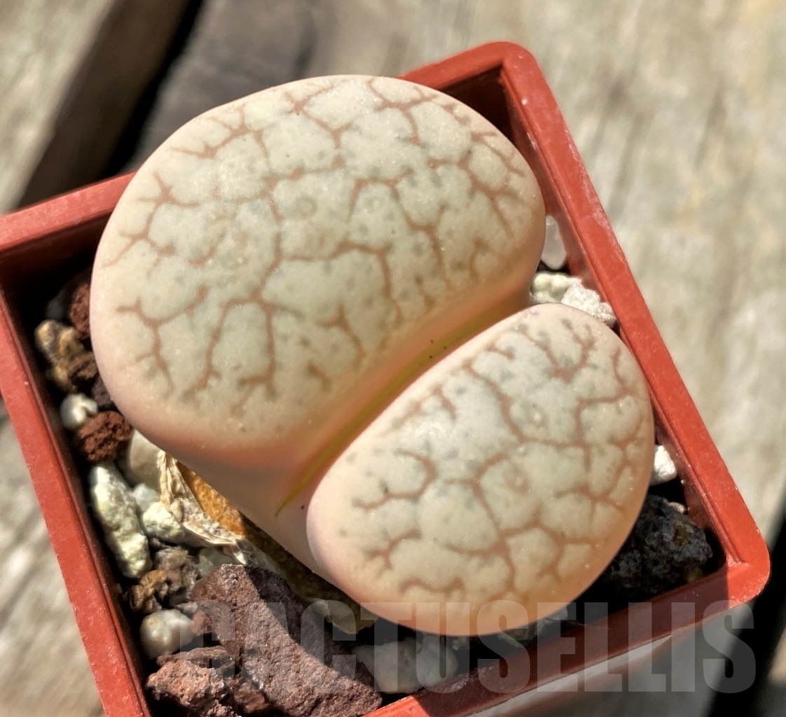 SHPR12005 Lithops gracilidelineata v. brandbergensis C 394