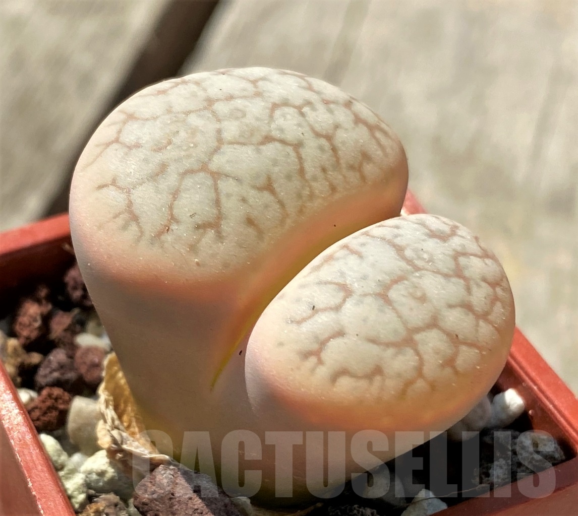 SHPR12005 Lithops gracilidelineata v. brandbergensis C 394 - Image 2