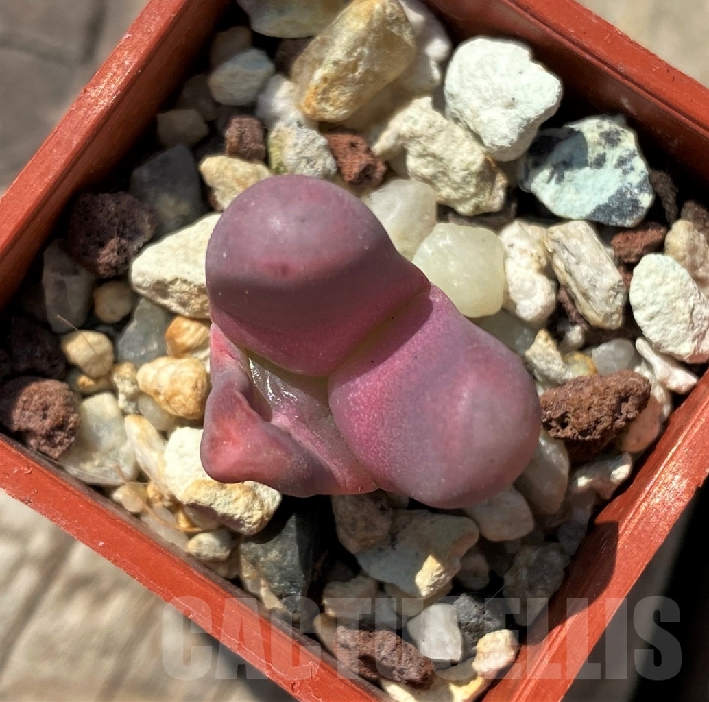 SHPR12006 Lithops optica v. rubra f. monstrosa ?