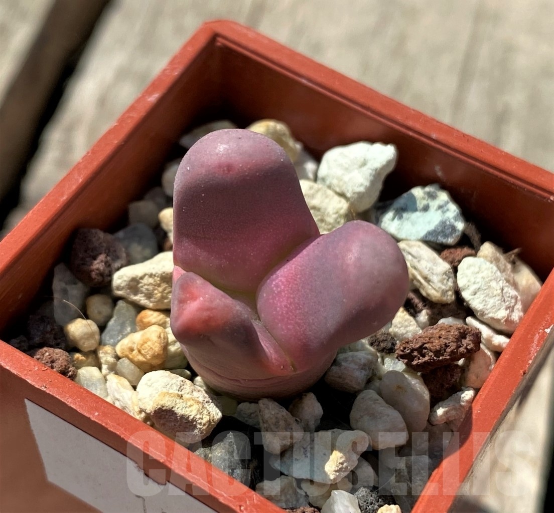 SHPR12006 Lithops optica v. rubra f. monstrosa ? - Image 2