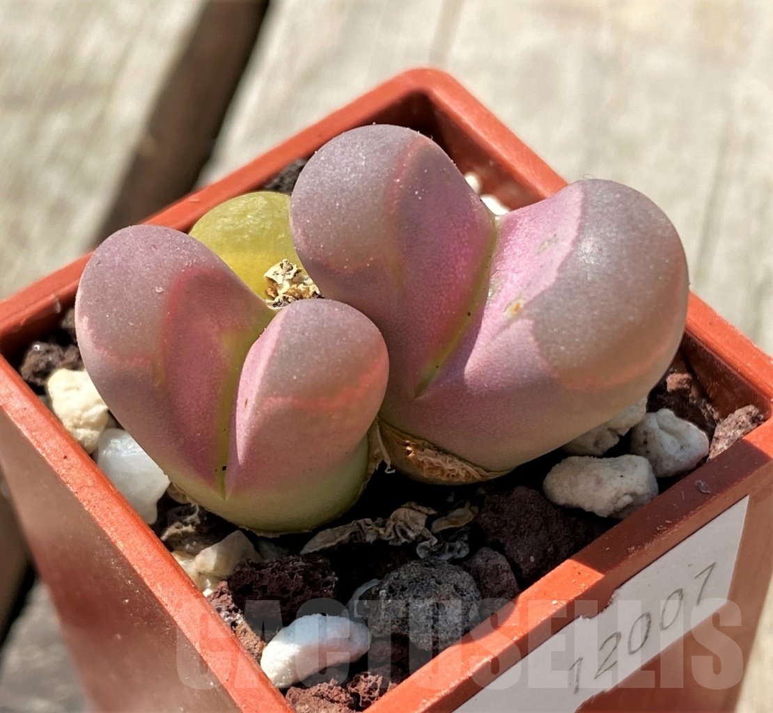 SHPR12007 Lithops optica v. rubra