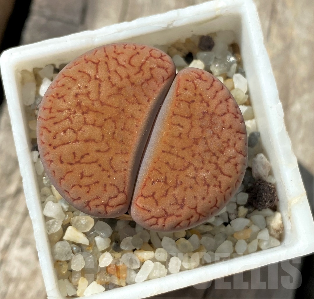 SHPR12008 Lithops aucampiae v. koelemanii C16