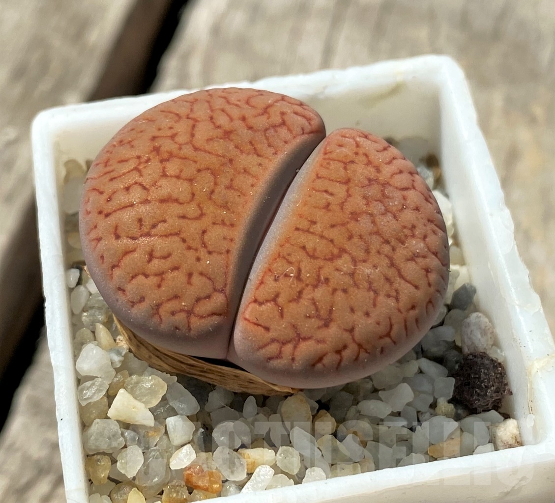 SHPR12008 Lithops aucampiae v. koelemanii C16 - Image 2