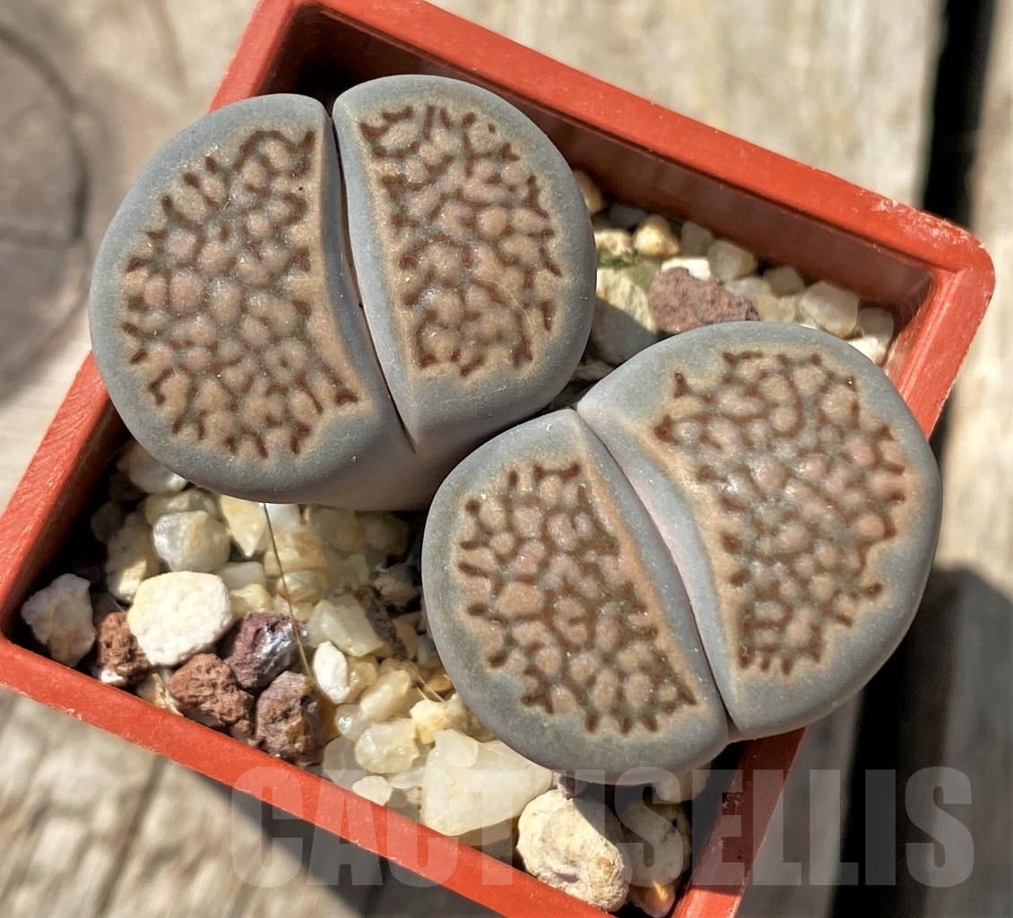 SHPR12009 Lithops hallii -Middelwater-