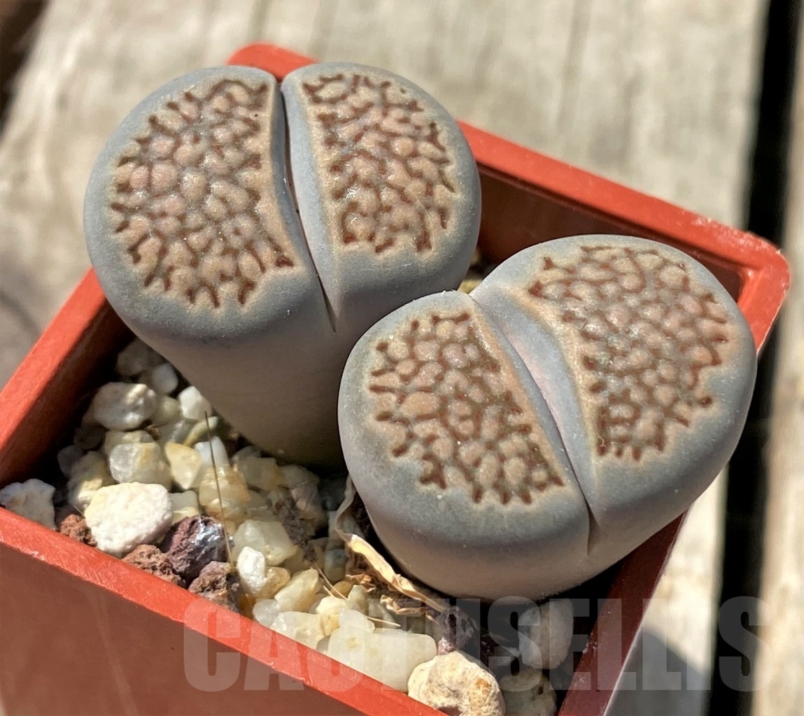 SHPR12009 Lithops hallii -Middelwater- - Imagen 2