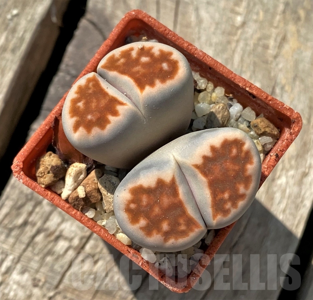 SHPR12010 Lithops karasmontana -Top red- - Imagen 2