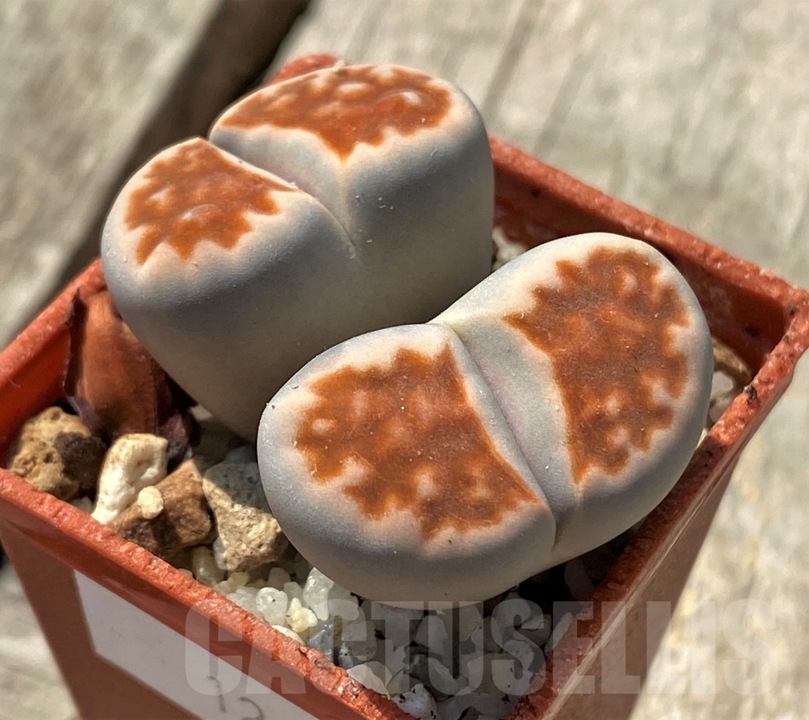 SHPR12010 Lithops karasmontana -Top red-