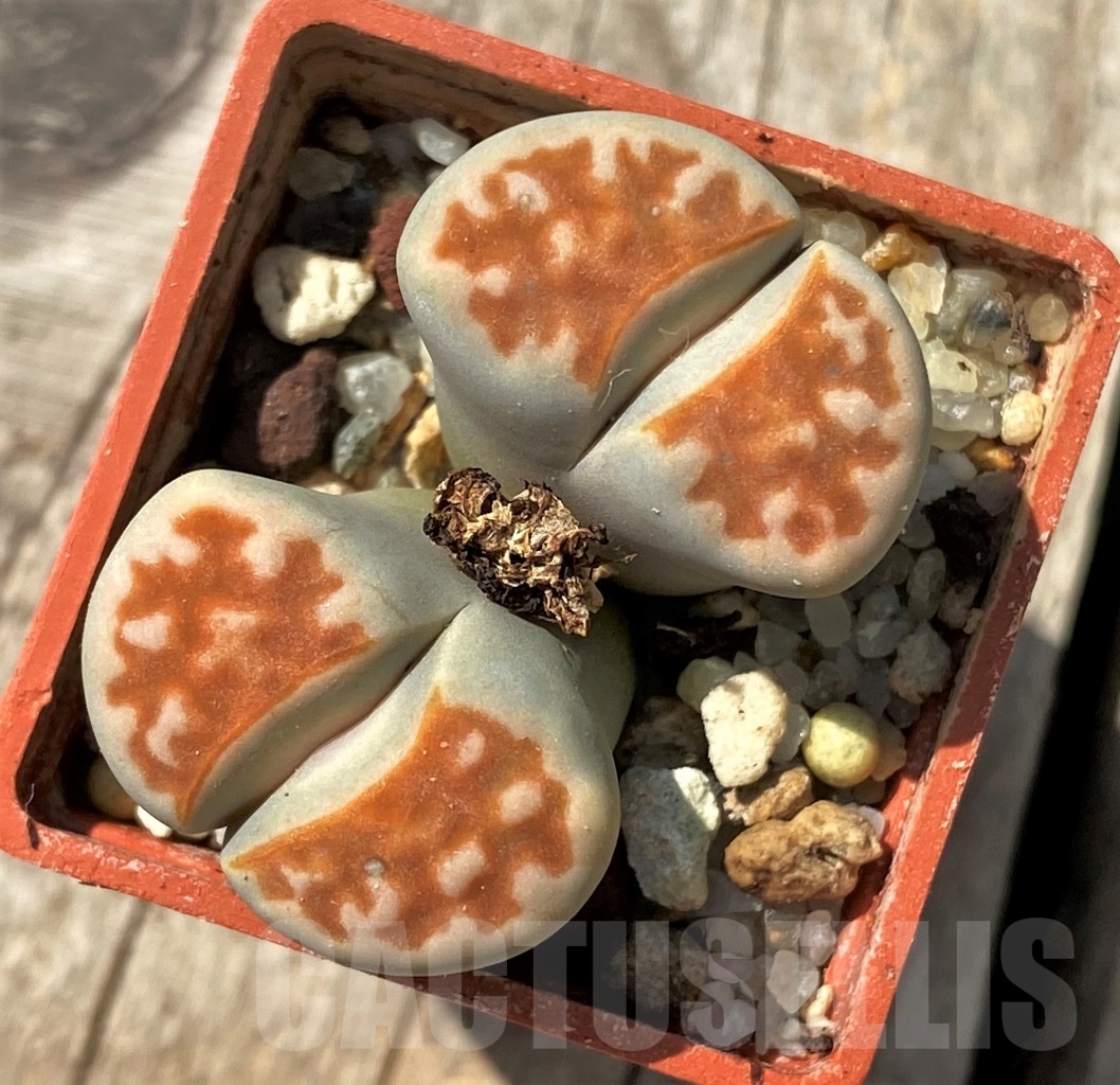 SHPR12011 Lithops karasmontana -Top red- - Image 2