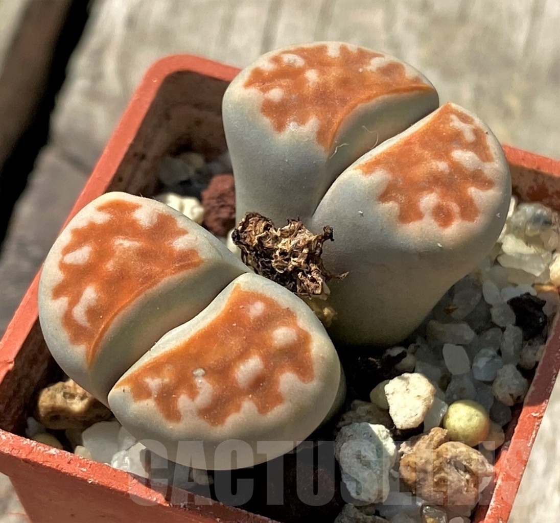 SHPR12011 Lithops karasmontana -Top red-