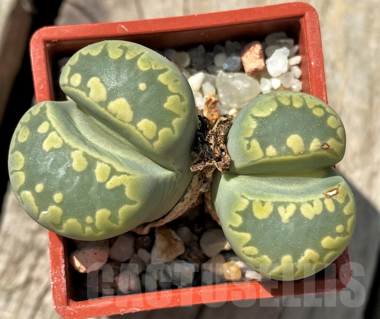 SHPR12015 Lithops otzeniana C128