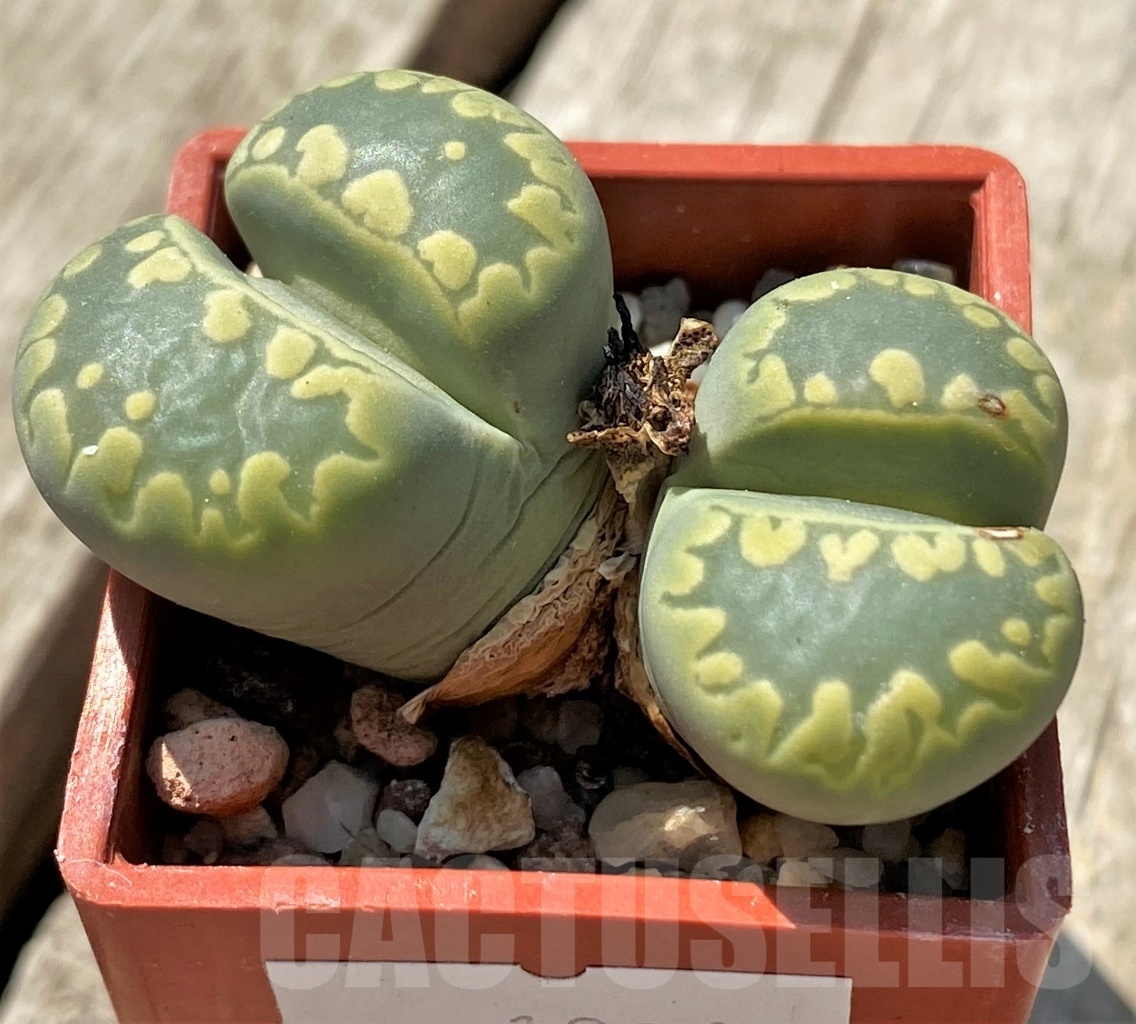 SHPR12015 Lithops otzeniana C128 - Obrázek 2