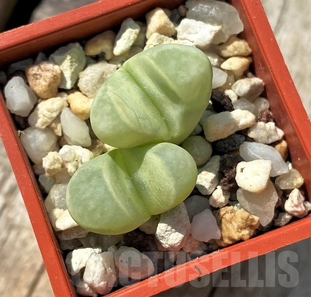 SHPR12016 Lithops meyeri