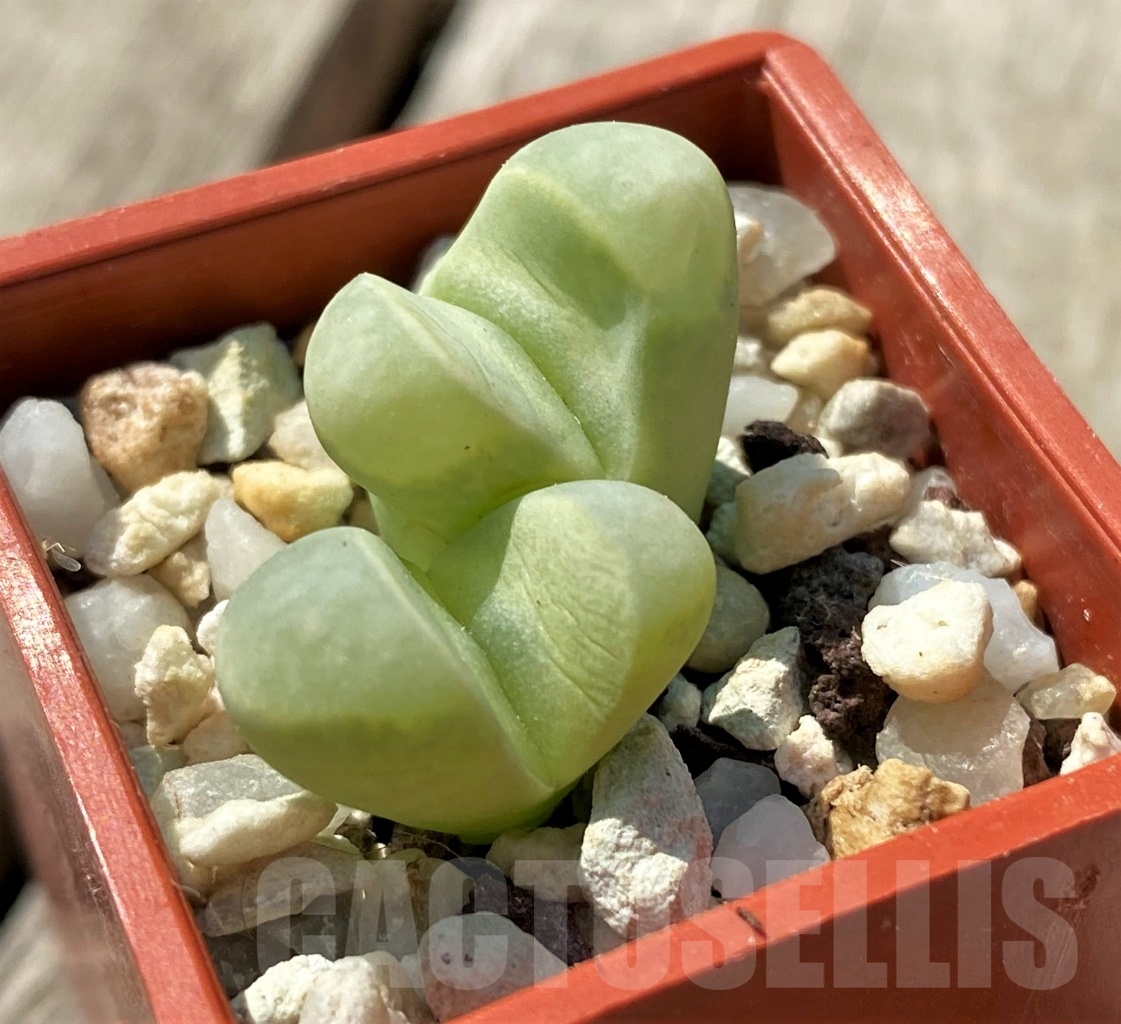 SHPR12016 Lithops meyeri - Image 2